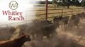 Whitley Ranch - Texas Brangus Cattle Breeders
 Texas
