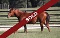 Glowing Stylish - Horse for Sale in Texas